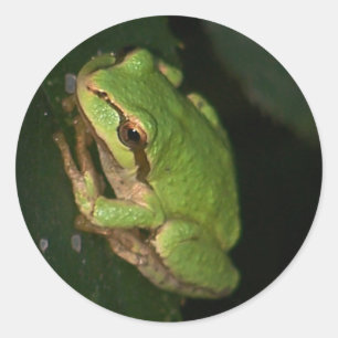 Rond Sticker pour grenouille verte