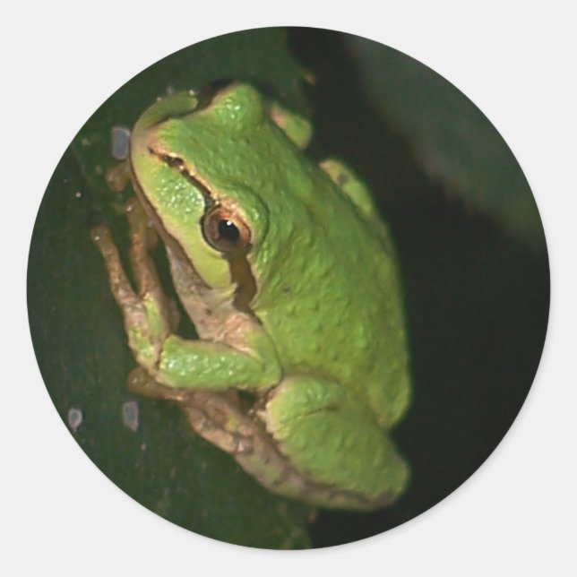 Rond Sticker pour grenouille verte (Devant)