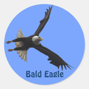 Rond Sticker pour la faune de Bald Eagle Raptor Birdlov