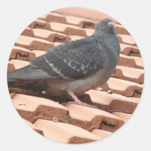 Rond Sticker pour pigeon sur le toit