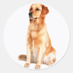 Rond Sticker pour rétrificateur d'or