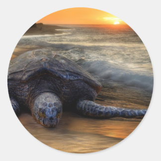 Rond Sticker pour tortue de mer coucher du soleil