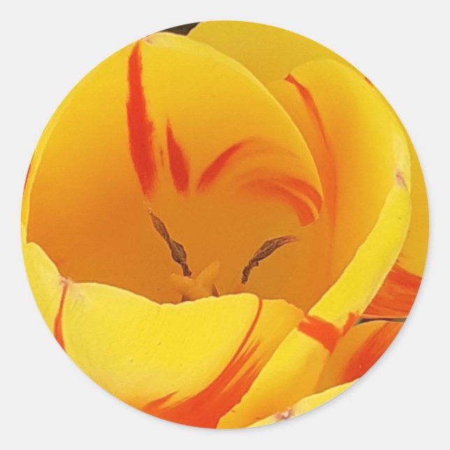 Rond Sticker pour tulipe jaune (Devant)