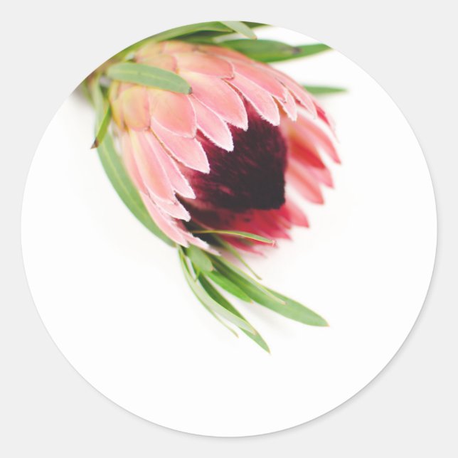 Rond Sticker Protea (Devant)