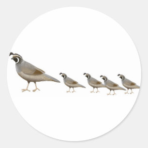 Rond Sticker Quail Family