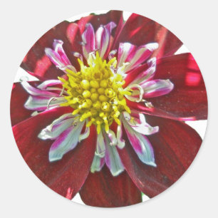Rond Sticker Red Dahlia