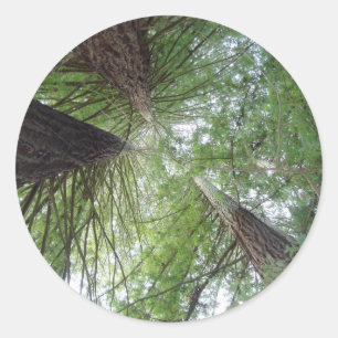 Rond Sticker Redwoods