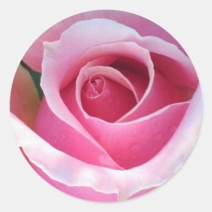 Rond Sticker rose
