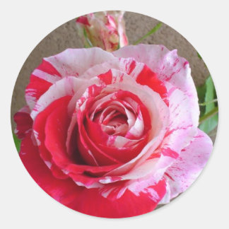 Rond Sticker Rose à rayures