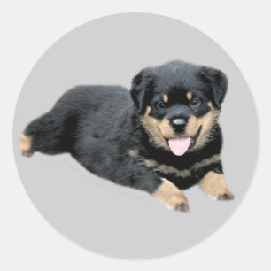 Rond Sticker Rottweiler