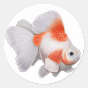 Rond Sticker Ryukin Goldfish