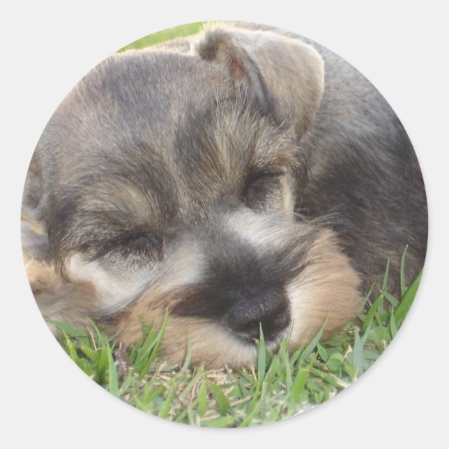 Rond Sticker Schnauzer (Devant)