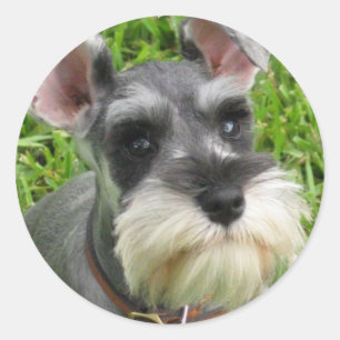 Rond Sticker Schnauzer miniature