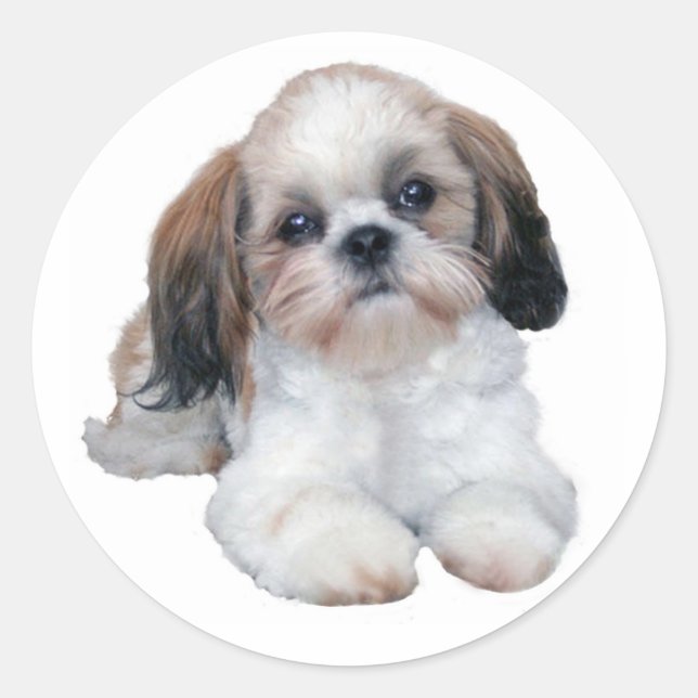 Rond Sticker Shih Tzu (Devant)