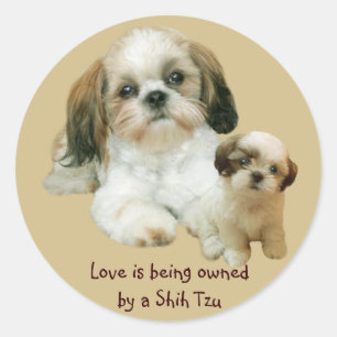 Rond Sticker Shih Tzu Buddies