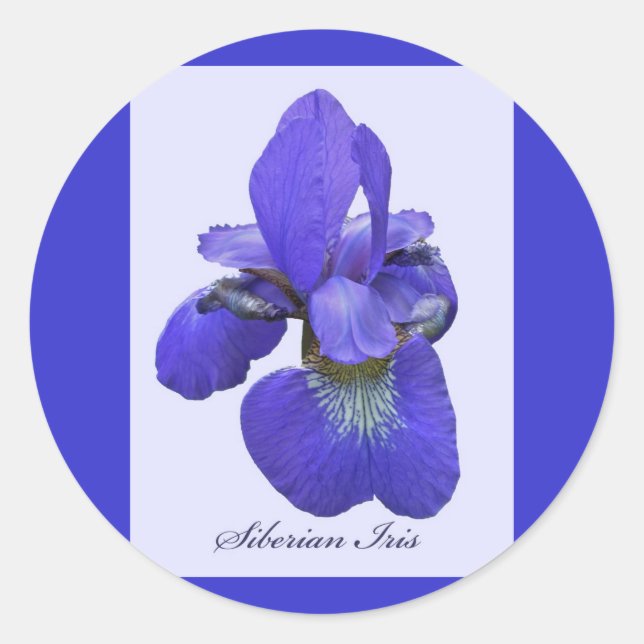 Rond Sticker Sibérien Iris (Devant)
