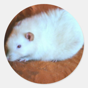 Rond Sticker Snowball White Rat