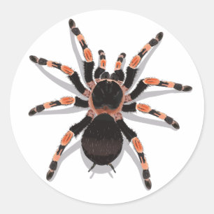 Rond Sticker Tarantula