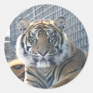 Rond Sticker Tiger