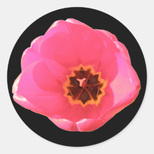 Rond Sticker Tulip Rose
