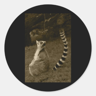 Rond Sticker vertical Tail Lemur Valencia Tint