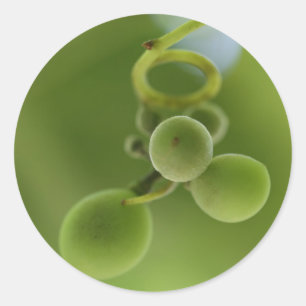 Rond Sticker Vine Rich Green Rich élégant