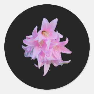 Rond Sticker Whitebg Flowers (belladonna Lily)