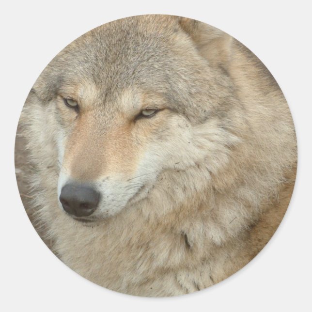 Rond Sticker Wolf (Devant)
