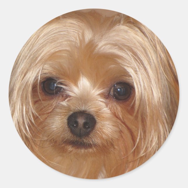 Rond Sticker Yorkie (Devant)