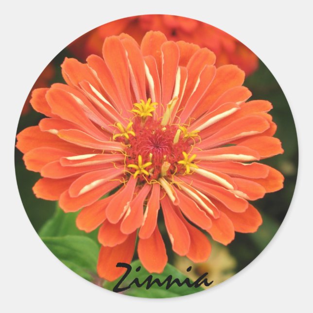 Rond Sticker Zinnia (Devant)