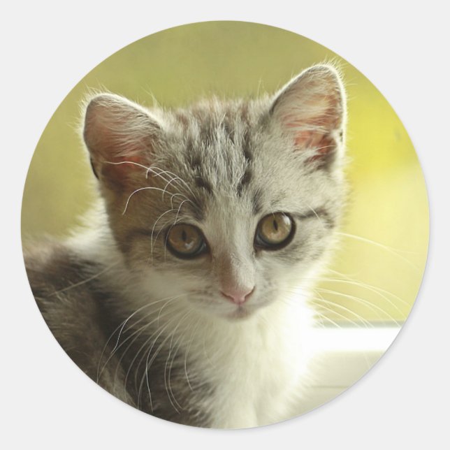 Rond Sweet Kitten Face Round Sticker (Devant)