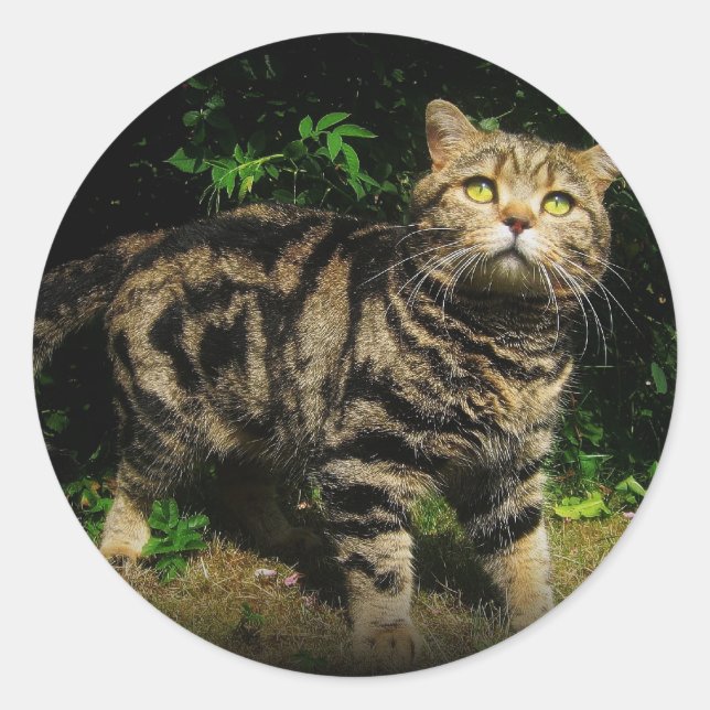 Rond Tabby Brown - British Shorthair cat sticker (Devant)