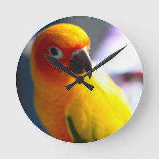 Ronde Horloge de Sun Conure