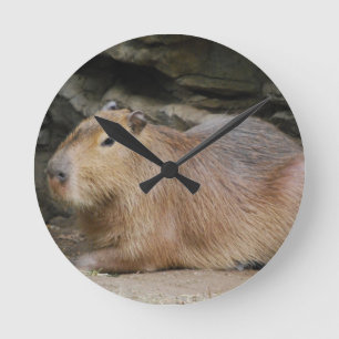 Ronde Horloge sauvage de Capybara