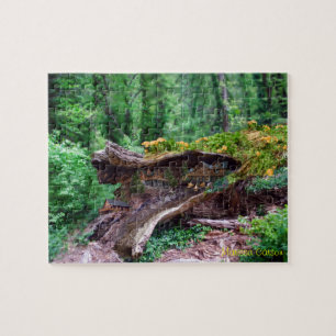 Rondin creux avec le puzzle de Chambres