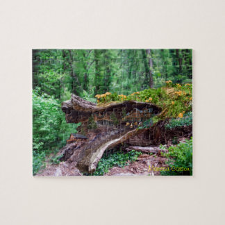 Rondin creux avec le puzzle de Chambres