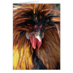 Roo polonaise
