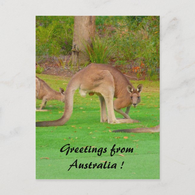 roo postcard (Front)