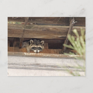 Roofie Raccoon Postcard