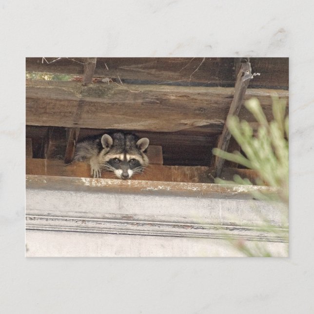 Roofie Raccoon Postcard (Front)