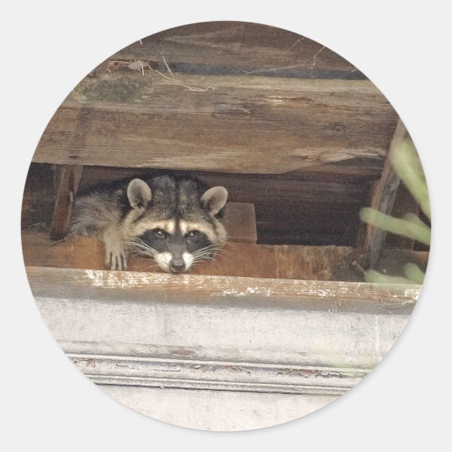 Roofie Raccoon Sticker (Front)