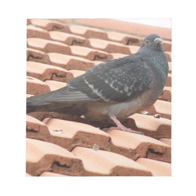 Rooftop Pigeon Notepad (Front)