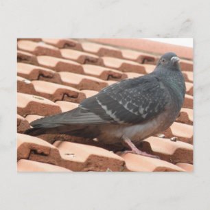 Rooftop Pigeon Postcard