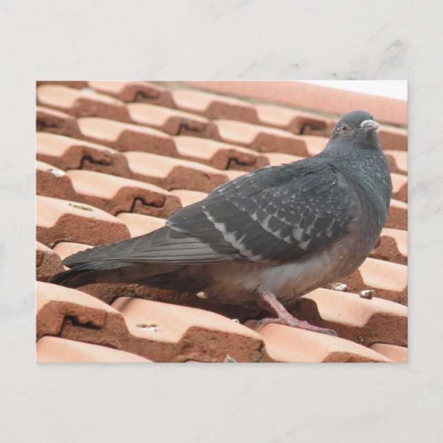 Rooftop Pigeon Postcard (Front)