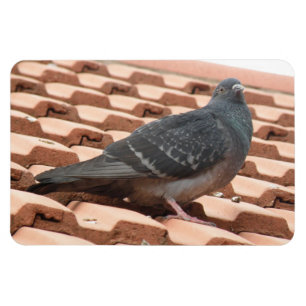 Rooftop Pigeon Premium Magnet