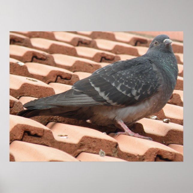 Rooftop Pigeon Print (Front)