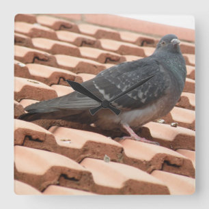 Rooftop Pigeon Wall Clock