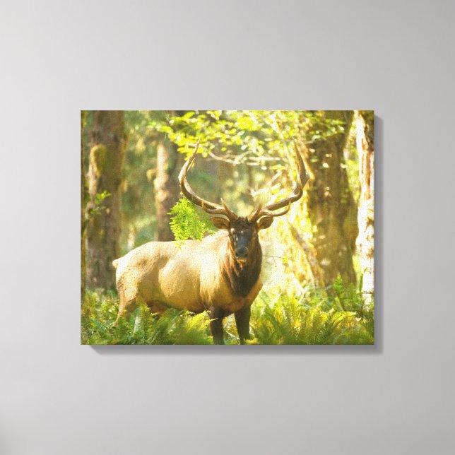 Roosevelt Elk | Olympic National Park, Washington Canvas Print (Front)