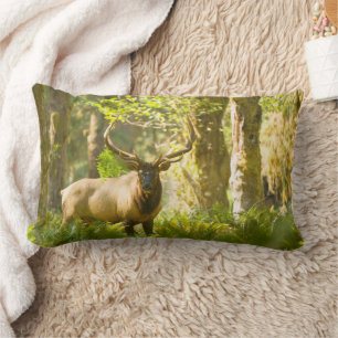 Roosevelt Elk   Olympic National Park, Washington Lumbar Pillow