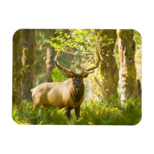 Roosevelt Elk   Olympic National Park, Washington Magnet